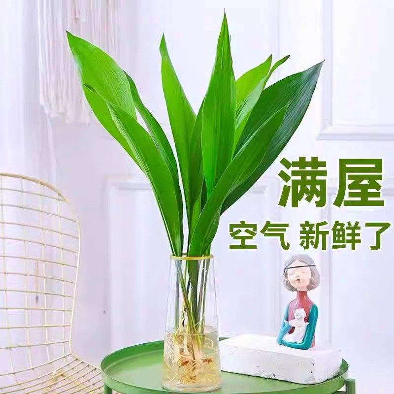 水培植物一叶兰绿植盆栽办公室摆件室内好养喜阴耐寒净化空气水养