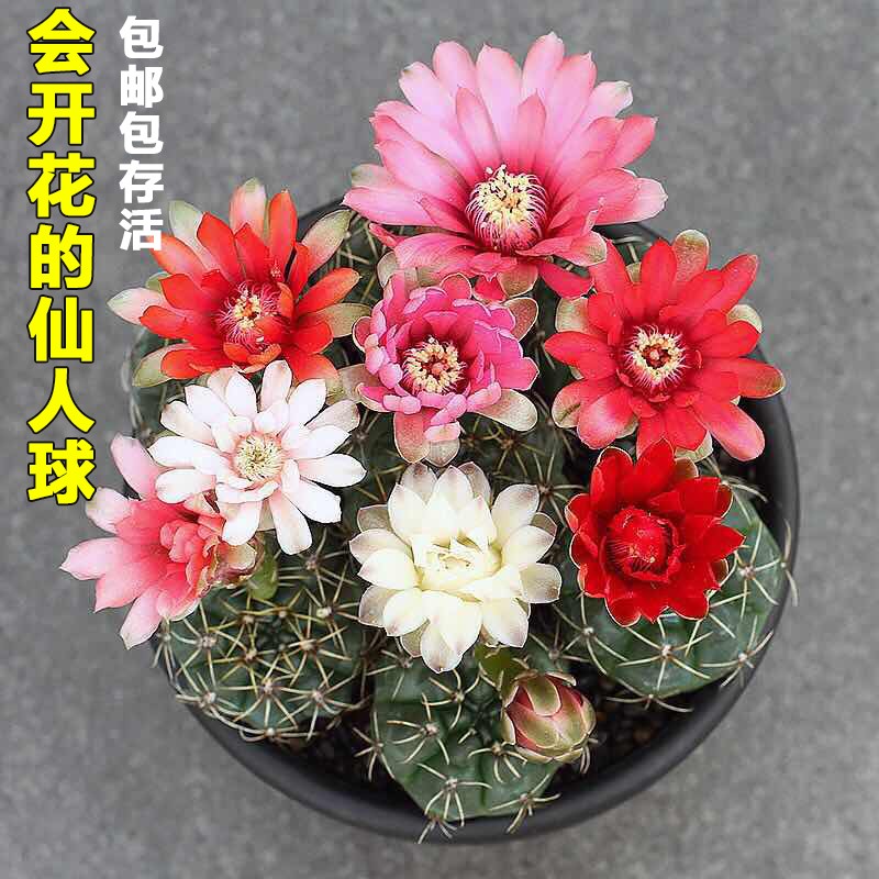 仙人掌盆景绯花玉防辐射多肉植物