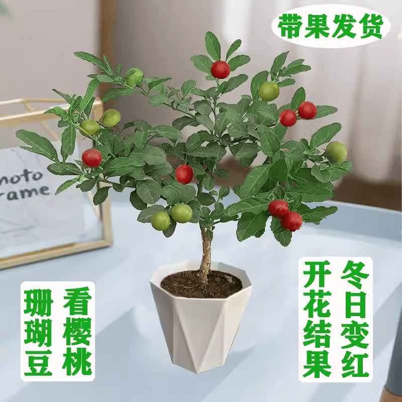耐寒红珊瑚豆结果多年生盆栽