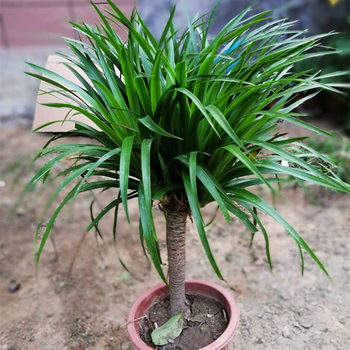 多头客厅龙铁树绿植物大型盆栽