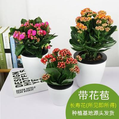 绿植桌面净化空气长寿花盆栽包邮