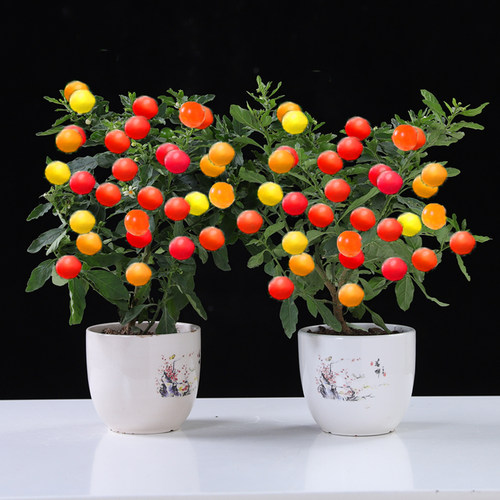 珊瑚樱盆栽冬珊瑚室内阳台盆栽珊瑚豆吉庆果观果植物四季果盆栽