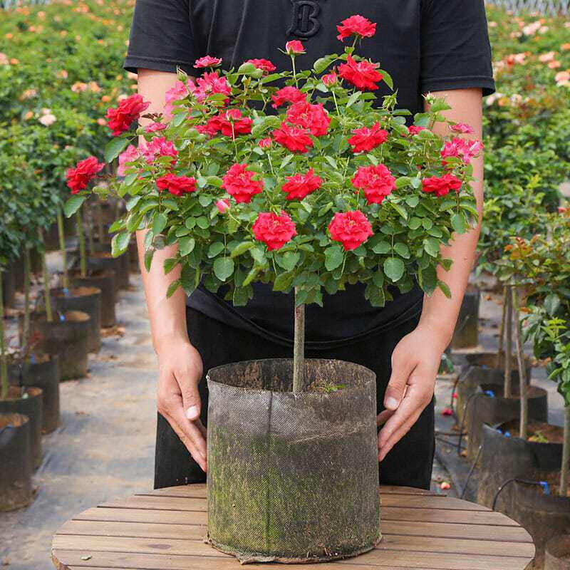 树桩月季多色阳台盆栽嫁接独杆特大花苗浓香庭院花卉高杆四季开花