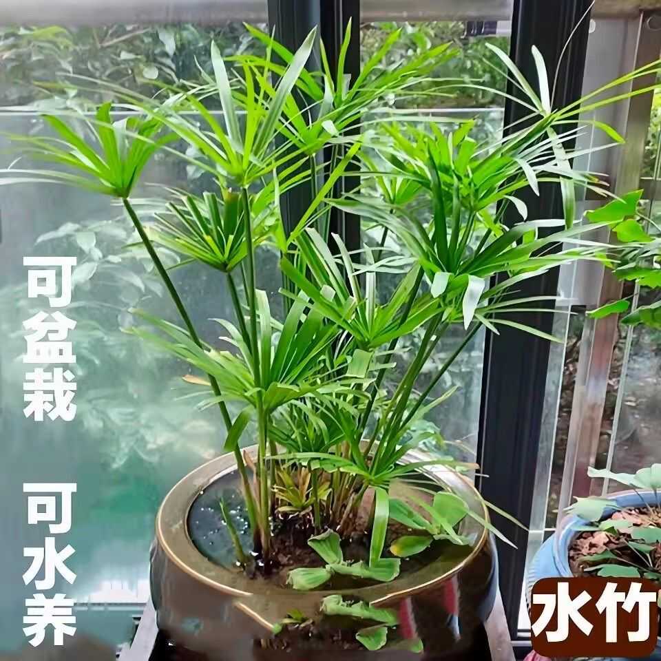 水竹风车草旱伞草挺水水草养龟养鱼庭院造景盆栽沼泽过滤水生植物