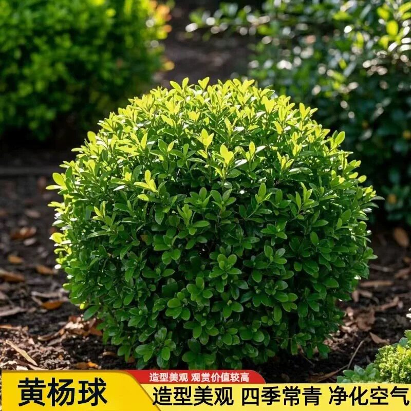 小叶黄杨球瓜子黄杨四季常青别墅地栽庭院花坛耐寒绿化植物篱笆墙
