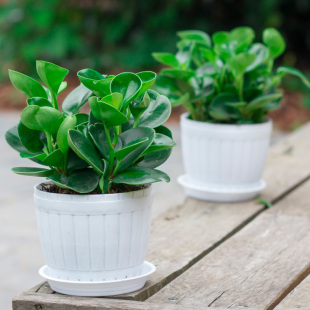 豆瓣绿多肉植物盆栽四季绿植室内客厅桌面绿植碧玉水培花卉栀子花