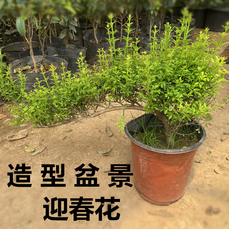 迎春花苗小叶盆景造型