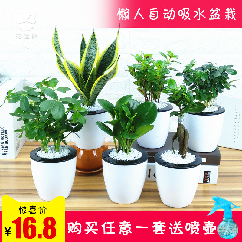绿萝发财树桌面水培植物虎皮兰