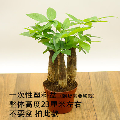 发财树盆栽室内绿植花卉植物办公室桌面盆景防辐射送礼摇钱招财树