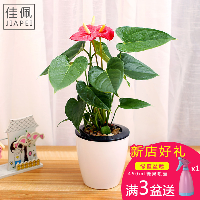 红掌水培植物盆景白掌植物盆栽花卉室内绿植一帆风顺办公室盆栽