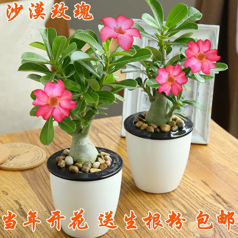 沙漠玫瑰盆栽重瓣四季开花好养老桩室内多色阳台花卉绿植盆景多肉