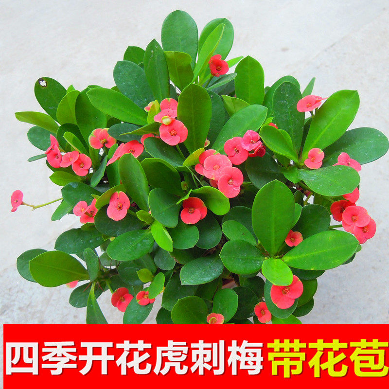 虎刺梅铁海棠花苗带花四季开花阳台庭院盆栽花卉室内客厅植物包邮