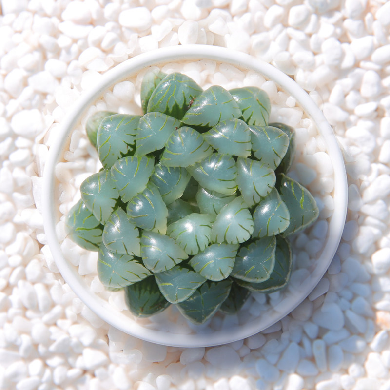 美国多肉植物组合盆栽冰灯玉露