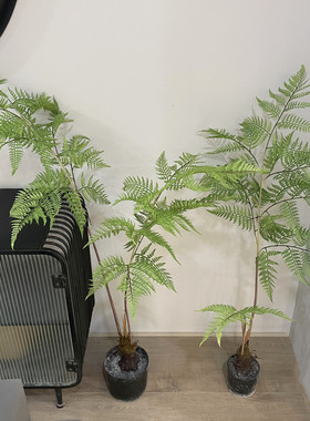 仿真猴头蕨盆栽植物高品质