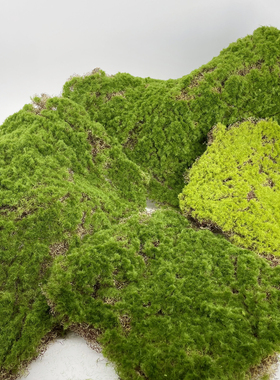 苔藓草坪青苔植绒草皮绿色景观造景装饰室内软装绿植墙面假山摆放