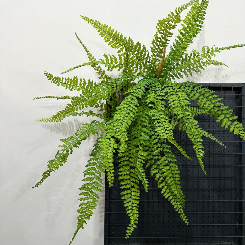 蕨类植物造景装饰绿植