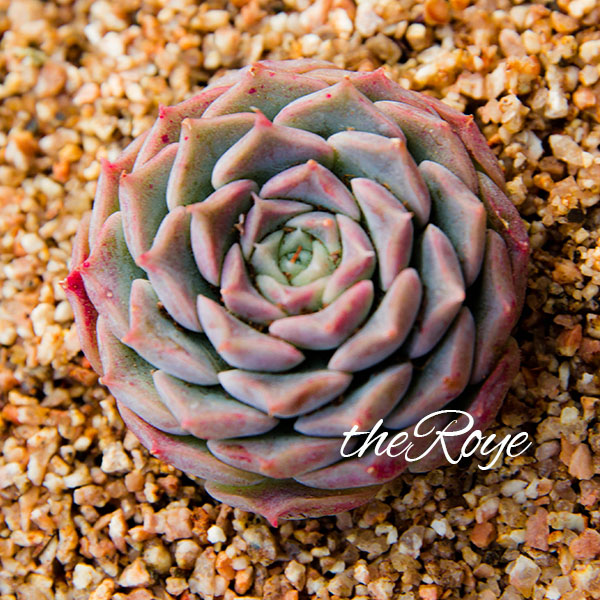 Royeº«¹ú½ø¿Ú¾«Æ·ÈºÉúÀÏ×®¶àÈâÖ²Îï º£ÁÕÄÈ ÔÂӰϵ¾µä µ¥Í·4ÀåÃ×