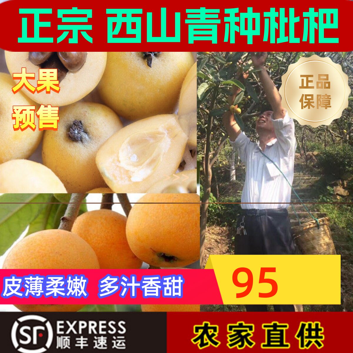 苏州西山青种枇杷现摘先发礼盒装PK东山白玉枇杷青种枇杷西山枇杷