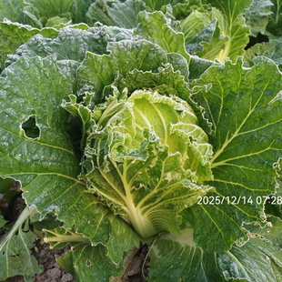 青苗大白菜农家自种打霜大白菜脆甜当季新鲜露天蔬菜现砍5斤包邮
