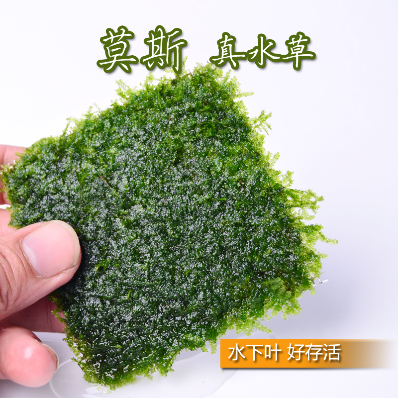 前景草莫斯水草可绑沉木莫斯树莫斯墙水族水草鱼缸水草水下真moss