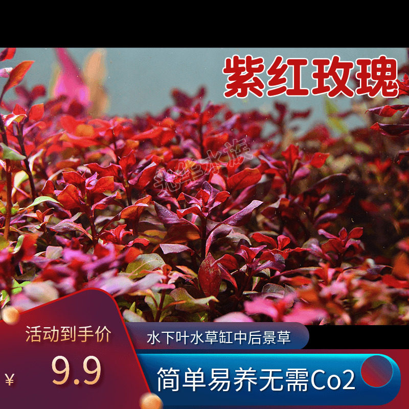 紫红玫瑰水下叶真水草草缸造景装饰植物活体阳性后景草淡水