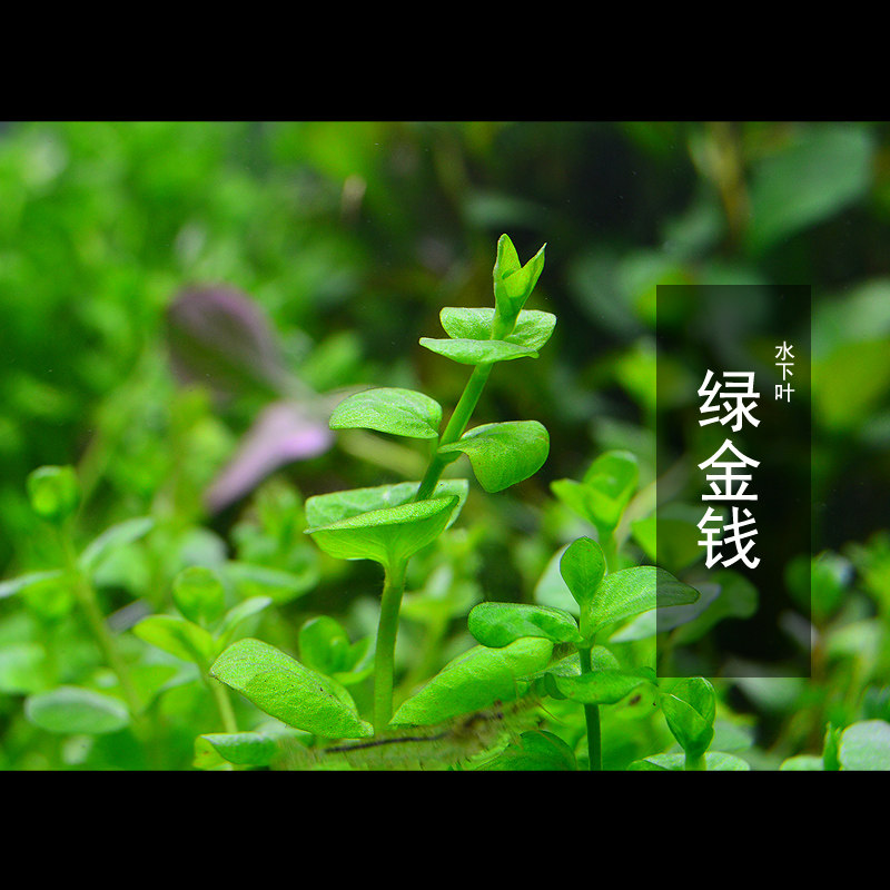 绿金钱水草绿金钱草鱼缸草缸装饰造景有茎类淡水下水叶水草植物