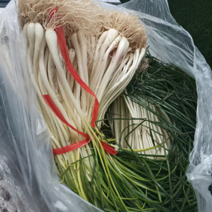 「山野寻味」2025闽南新鲜路桥葱 荞头葱 落轿葱农户现采现发包邮