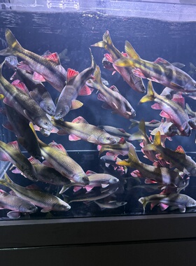 一物一拍  原生鱼冷水鱼红腹溪石斑鱼除藻光唇淡水鱼好养耐活活体