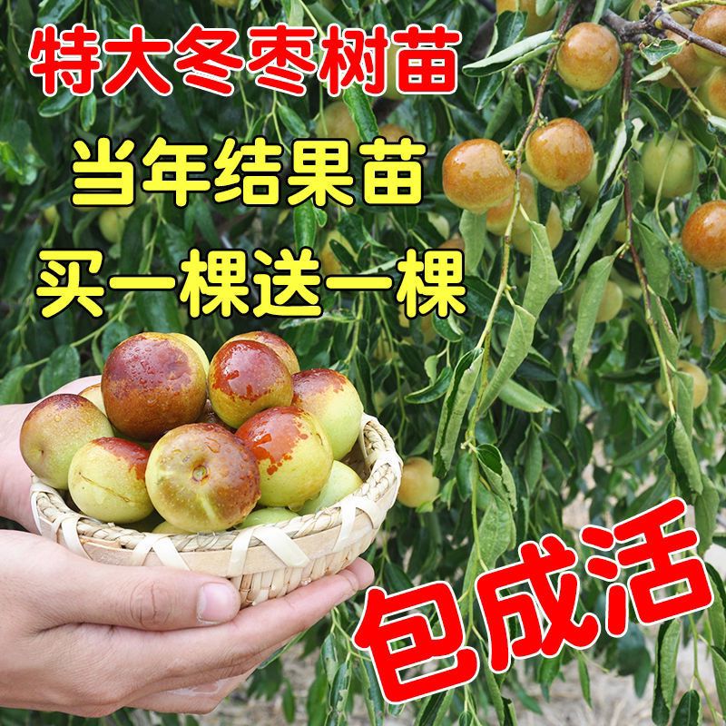 枣树地栽活苗南方当年结果