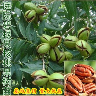 核桃树苗嫁接果树苗薄皮纸皮8518核桃苗南方北方种植当年结果地栽