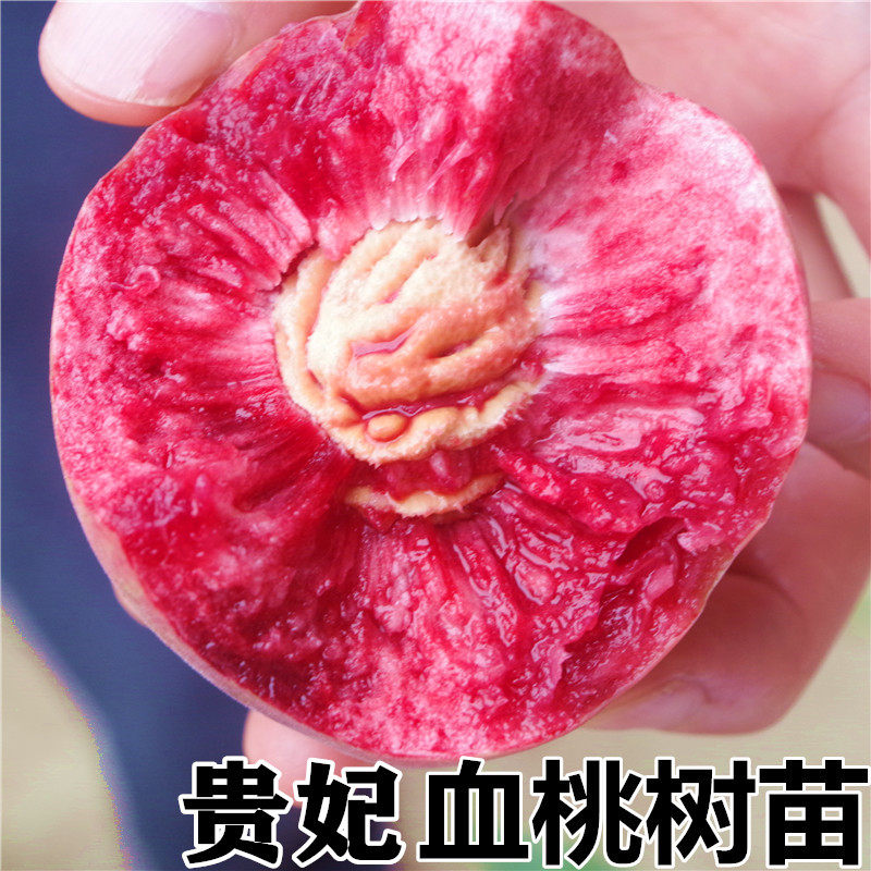 贵妃血桃苗嫁接桃树苗中华血桃树苗水蜜桃苗南北方种植当年结果苗
