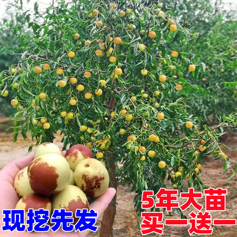 枣树地栽活苗庭院冬枣当年结果