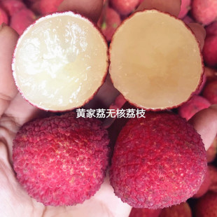 现摘广西无核荔枝礼盒装  陆桥无籽新鲜应季孕妇水果顺丰空运包邮