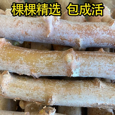 食用木薯树面包木薯苗木薯种苗面包木薯华南九号苗黄肉苗1件包邮