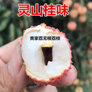 桂味荔枝新鲜2025时令当季水果整箱5斤顺丰广东茂名高州鲜荔枝