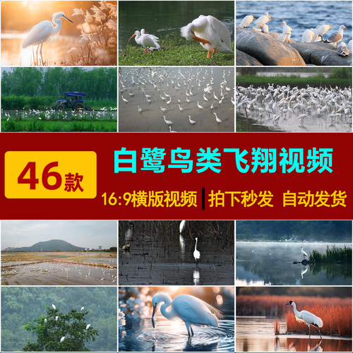 S0228白鹭鸟类飞翔动物河边沼泽栖息地自然生态LED背景视频素材