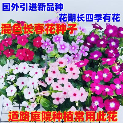 长春花花卉种子四季开花花期长