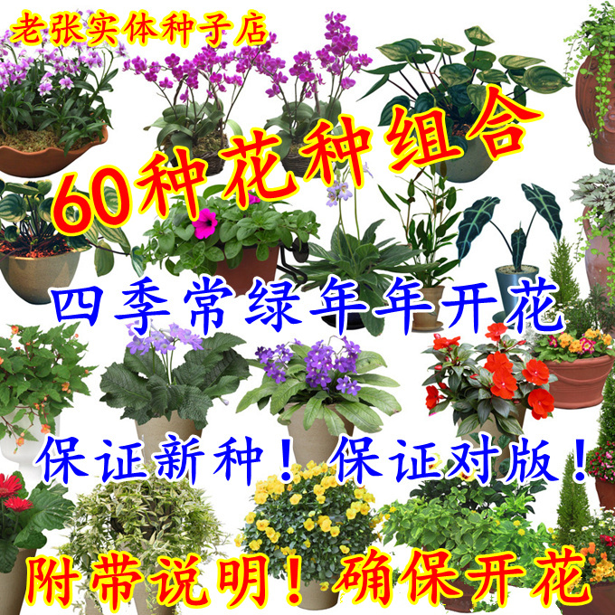 花卉种子四季播包邮四季开花易活春天组合套餐花种籽花子 花种子