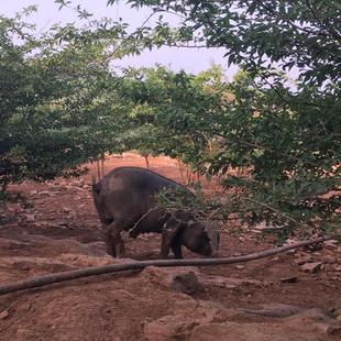 跑山猪肉提前先订链接80元代替100元