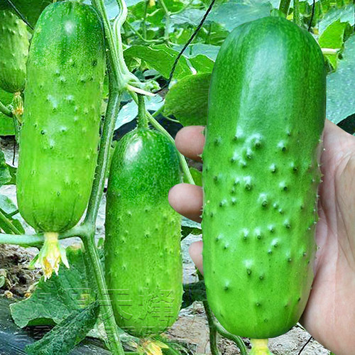 农家冬季食用旱黄瓜东北高产种籽