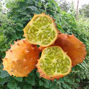 进口火参果南非火参果罕见奇异水果海参果