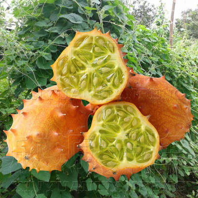 进口火参果南非火参果罕见奇异水果海参果