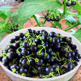 野生龙葵种子东北黑悠悠小燕悠种籽春夏秋冬四季阳台盆栽水果种孑