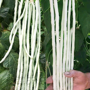 特长白豆角种子春夏秋季高产长白豇豆种籽四季播庭院架豆蔬菜种孑