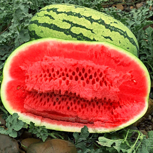 宁夏山地石头超甜大水果西瓜种子