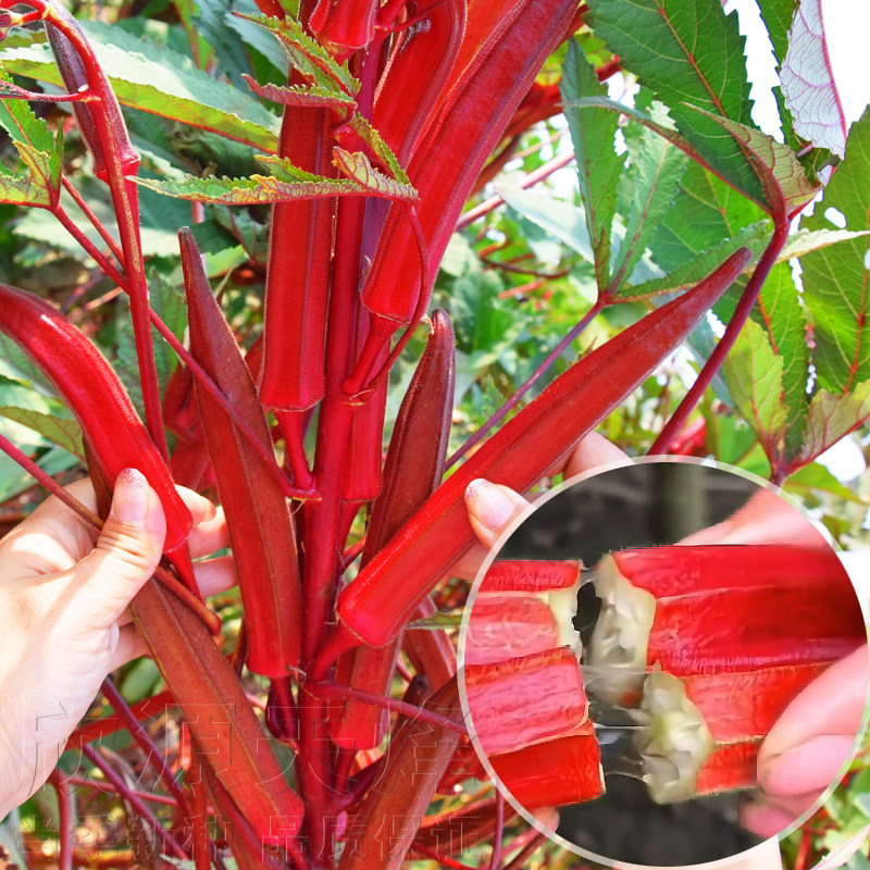 红秋葵种子四季水果蔬菜黄秋葵种籽春季农家易播阳台盆栽种苗种孑