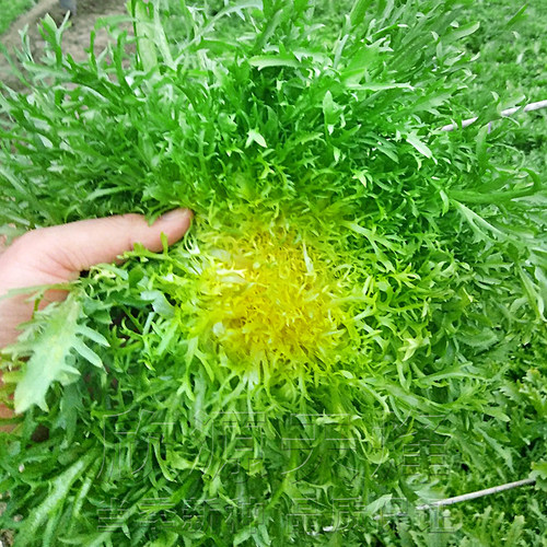 黄心细叶苦菊菜种籽碎叶皇帝苦苣蔬菜种孑子四季播青生菜冬季夏季 - 封面