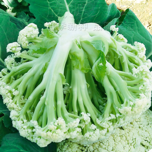 松花菜种子青梗花椰菜种籽种苗春秋季 阳台盆栽高产白花菜蔬菜种孑