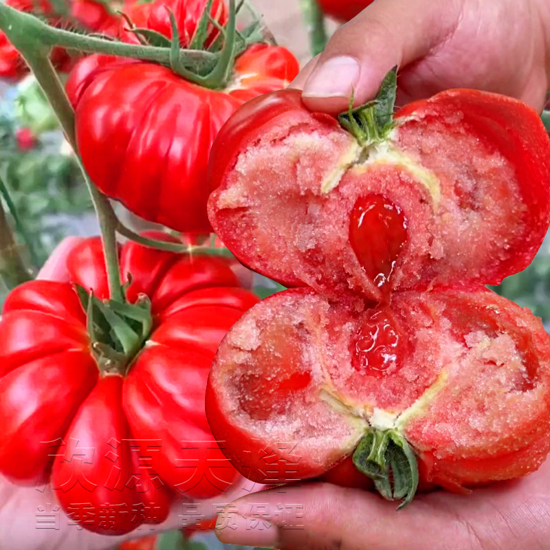 沙瓤西红柿马蹄丑八怪番茄种子