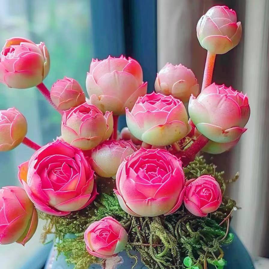 罕趣进口橄球玫瑰老桩味见肉公栽内多盆植物46331卉阳办榄辐台花